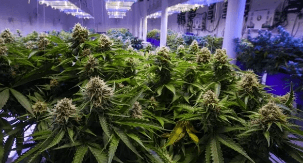 Cannabis is a plant